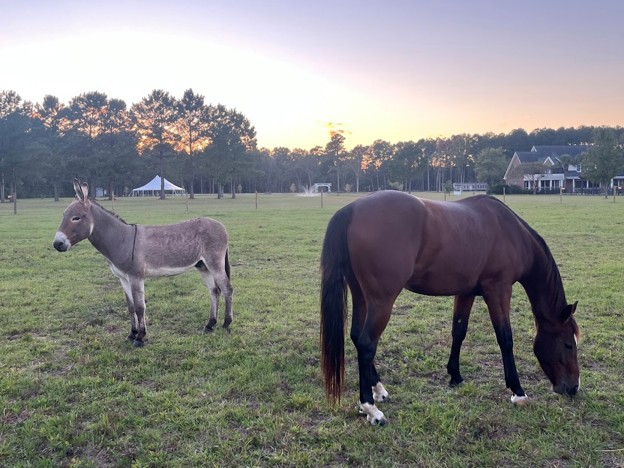 bucolic scene on laurel oaks estate event venue, horses feeding